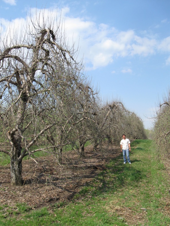 High Density Orchards Advance Apple Growing: Mountain Horticultural Crops  Research and Extension Center Tells How